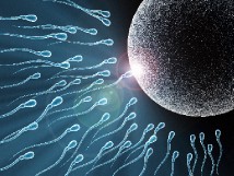 Как улучшить качество спермы?10