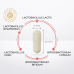 Gold'n Apotheka Immune Support 30/60/90 Симбиотик форте (Symbiotic forte) капсулы массой 600 мг 20 шт Gold'n Apotheka Immune Support 30/60/90 Симбиотик форте (Symbiotic forte) капсулы массой 600 мг 20 шт
